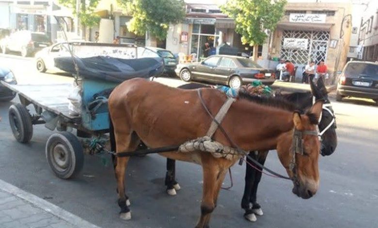 بني ملال.. حملة أمنية تستهدف تجاوزات أصحاب العربات المجرورة بالداوب