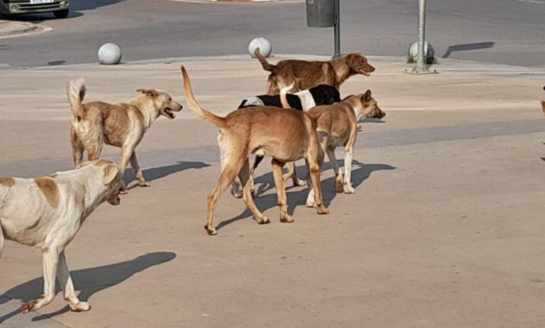 قتل الكلاب الضالة بالرصاص فجرا يُرعب ساكنة بسطات